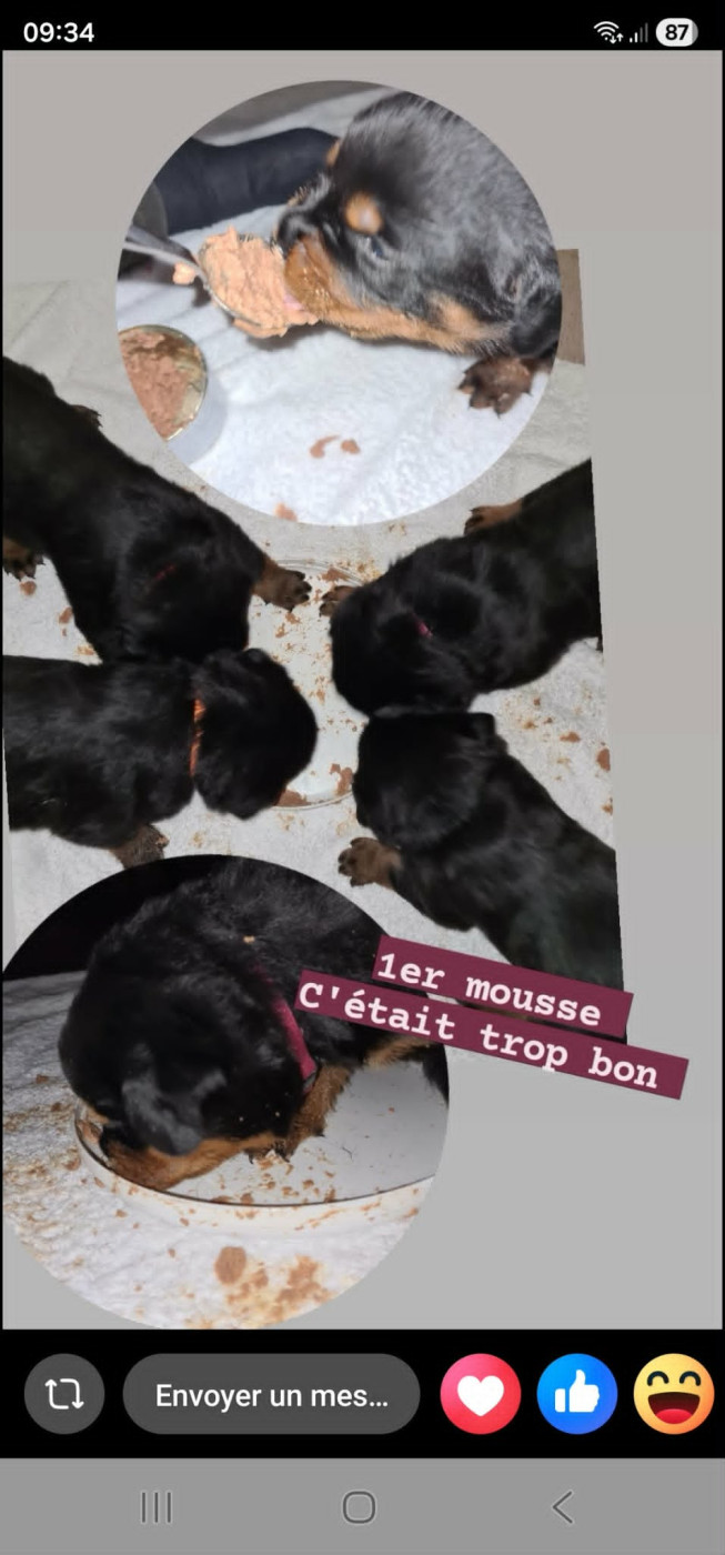 Chiot Rottweiler Das Belezas De Antalya